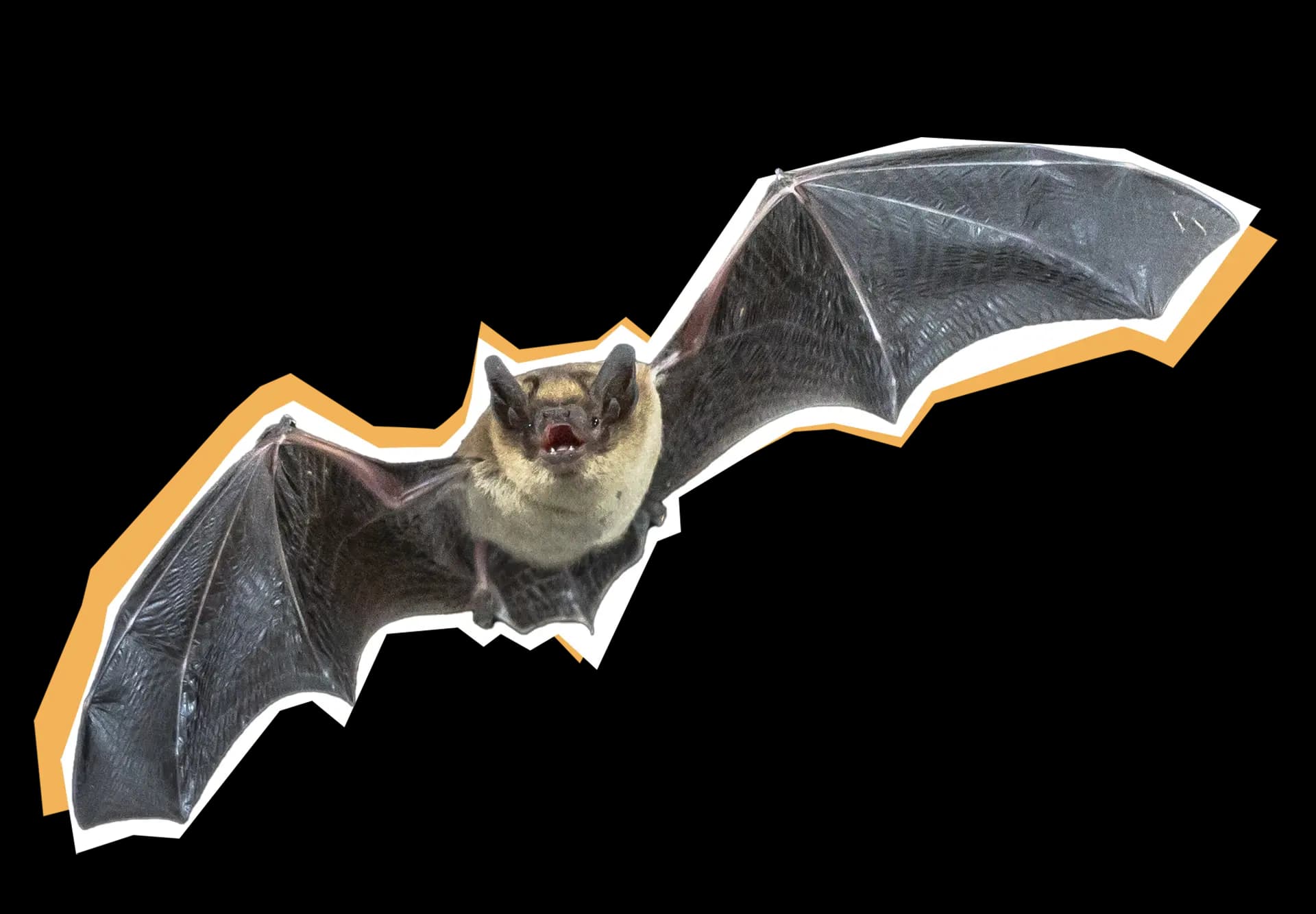 Sauvagerde de la chauve-souris 