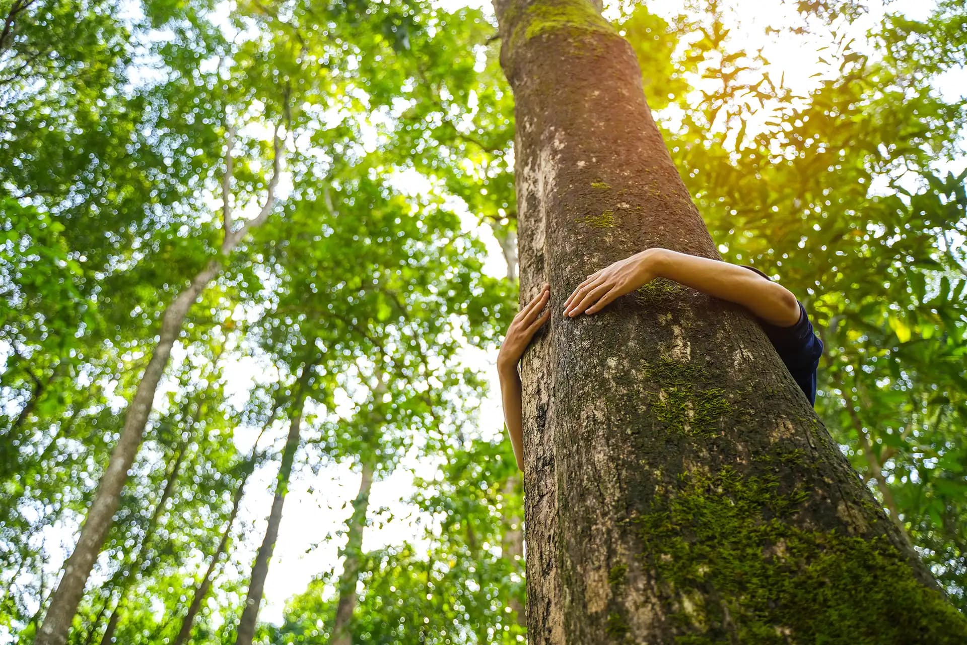 Se ressourcer en forêt 