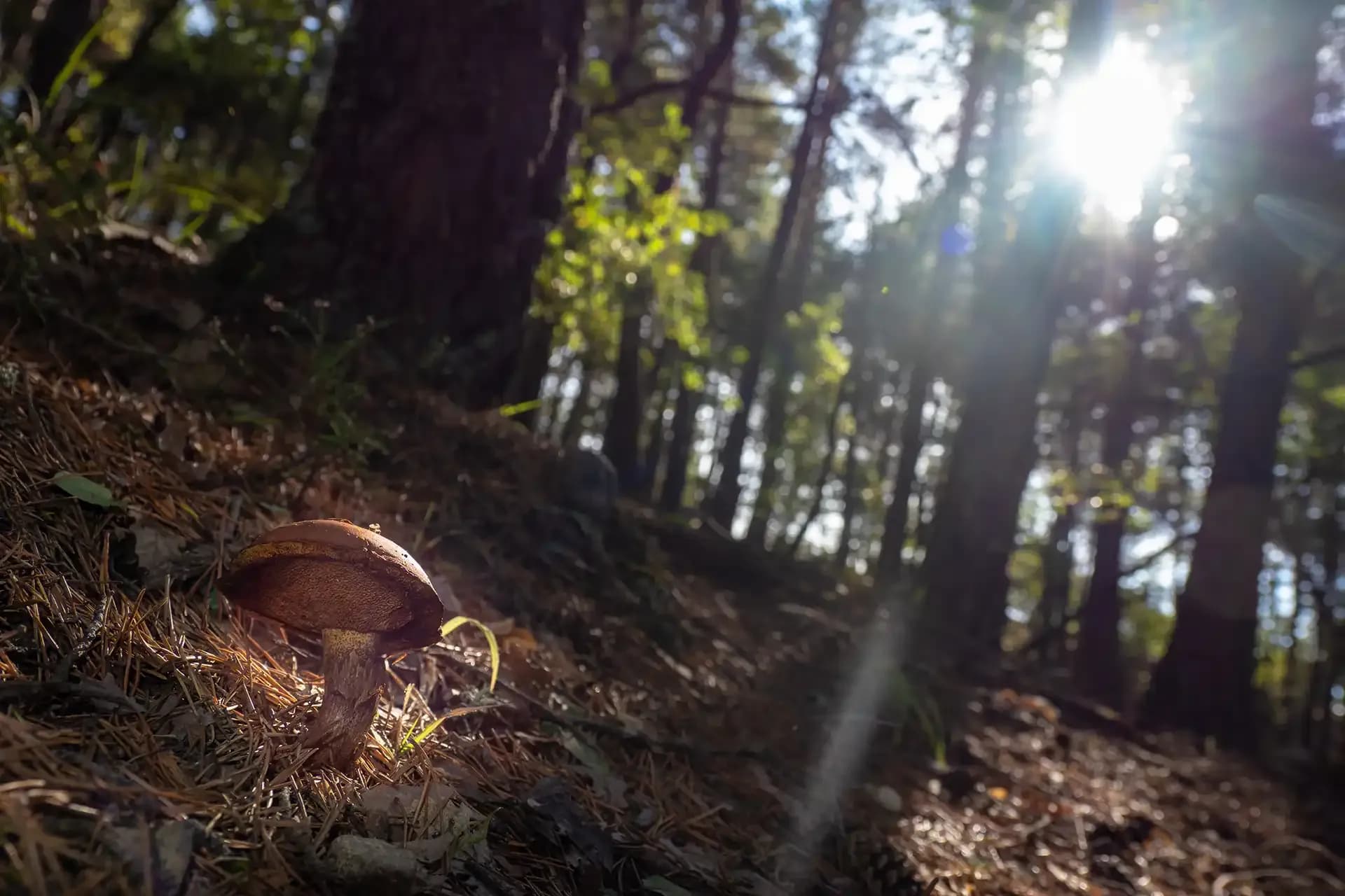 Le sol en forêt